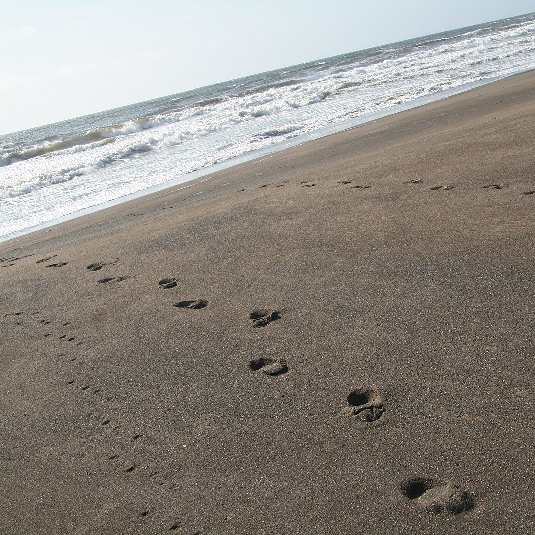Footsteps on the beach